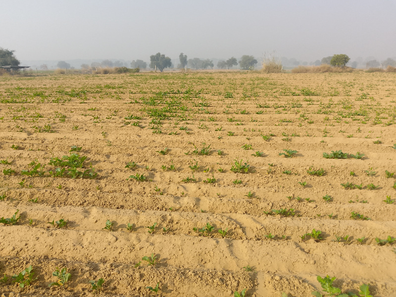  15 Acre Agricultural/Farm Land for Sale in Siwani, Bhiwani