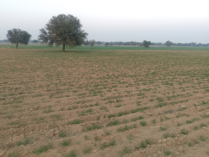  15 Acre Agricultural/Farm Land for Sale in Siwani, Bhiwani