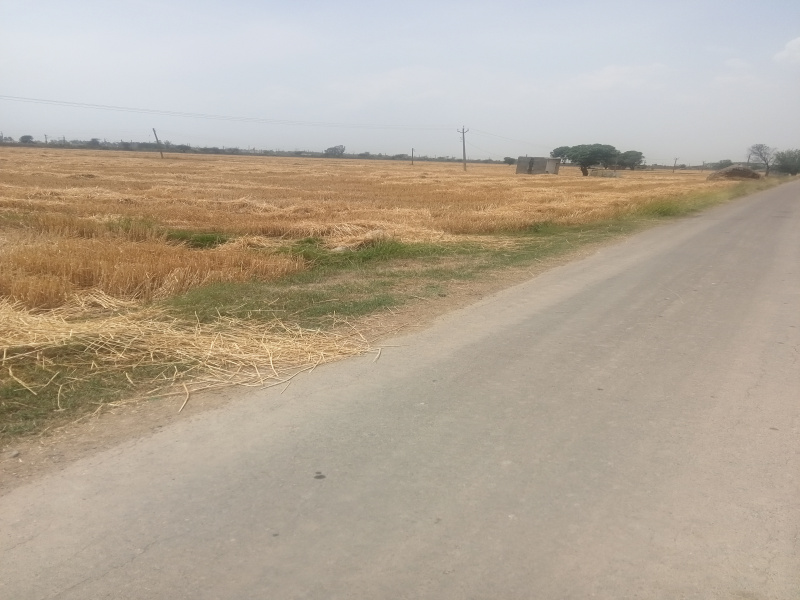 Agricultural Land 3 Acre for Sale in Bassi Pathana, Fatehgarh Sahib