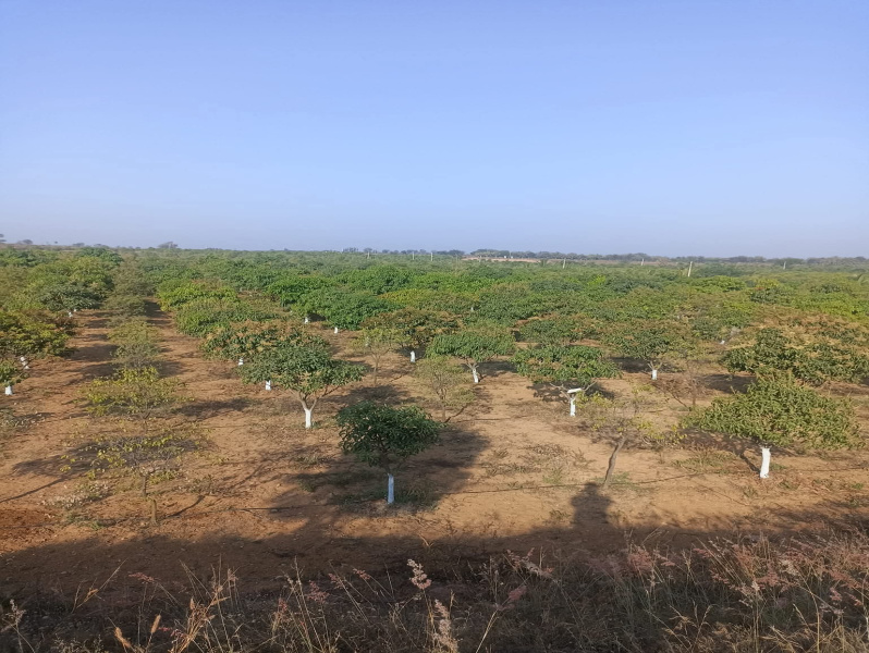  Agricultural Land 10 Guntha for Sale in Kondurg, Mahbubnagar