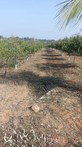  Agricultural Land 10 Guntha for Sale in Kondurg, Mahbubnagar