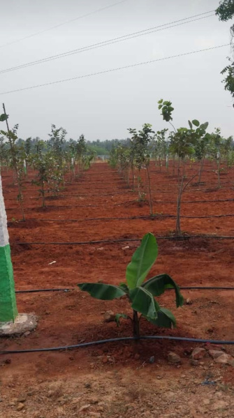  Agricultural Land 9600 Sq.ft. for Sale in Madurantakam, Chennai