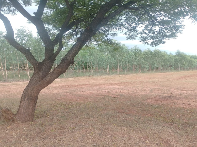  Agricultural Land 25200 Sq.ft. for Sale in Kanjikovil, Erode