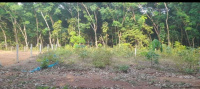  Residential Plot for Sale in Nilambur, Malappuram