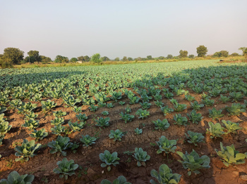  Agricultural Land for Rent in Agadgaon, Ahmednagar