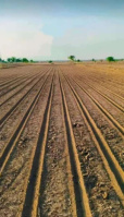  Agricultural Land for Sale in Mahuva, Bhavnagar