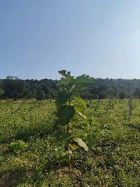  Agricultural Land for Sale in Kondhali, Nagpur