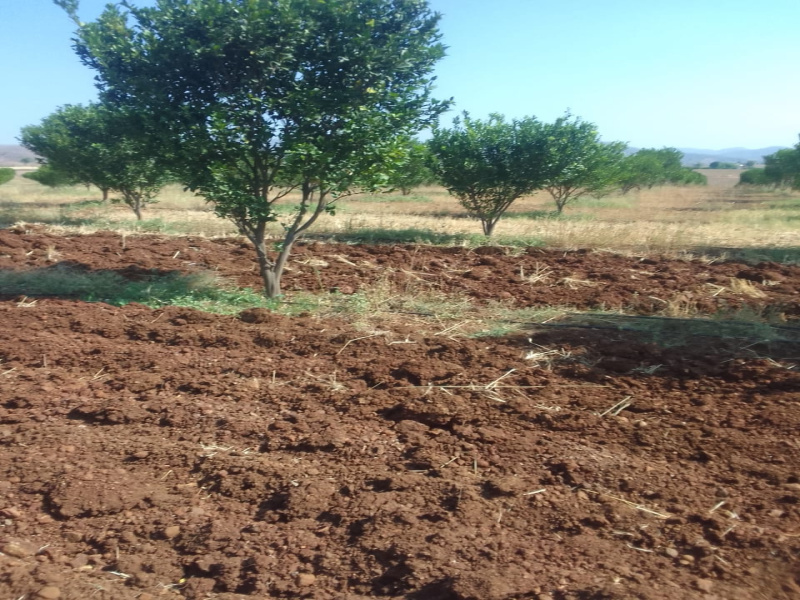  Agricultural Land 43 Acre for Sale in Kalyan Nagar, Amravati