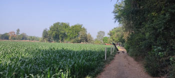  Agricultural Land for Sale in Valasan, Anand