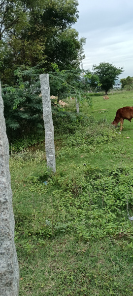  60000 Sq.ft. Agricultural/Farm Land for Sale in Kalambur, Tiruvannamalai