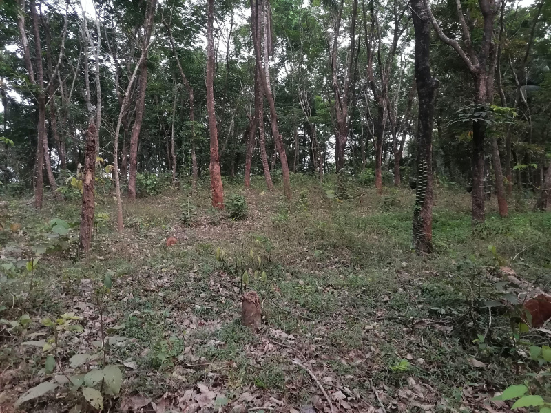  Residential Plot 20 Cent for Sale in Peravoor, Kannur