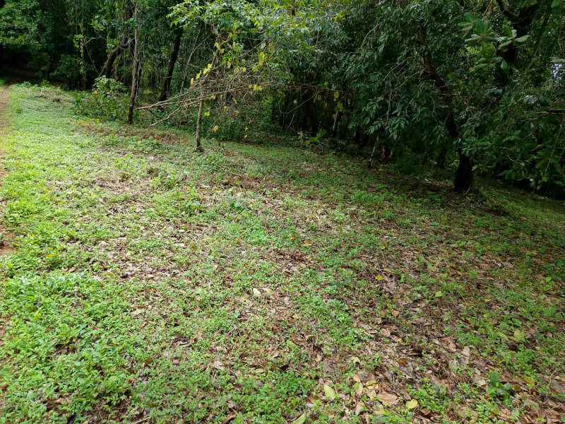 Residential Plot 1 Ares for Sale in Payyannur, Kannur