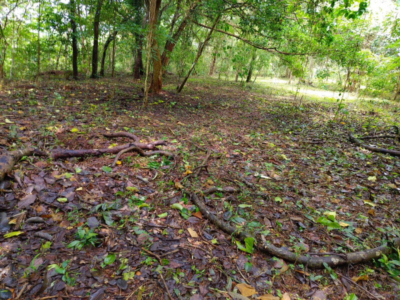  Residential Plot 1 Ares for Sale in Payyannur, Kannur