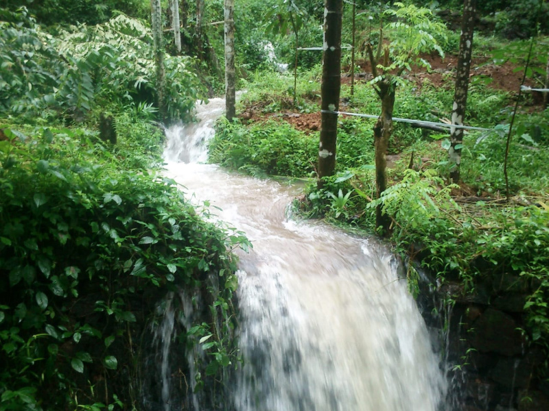  Agricultural Land 5 Acre for Sale in Bandadka, Kasaragod