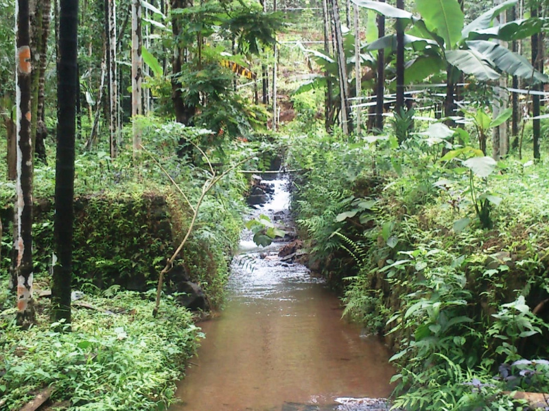  Agricultural Land 5 Acre for Sale in Bandadka, Kasaragod