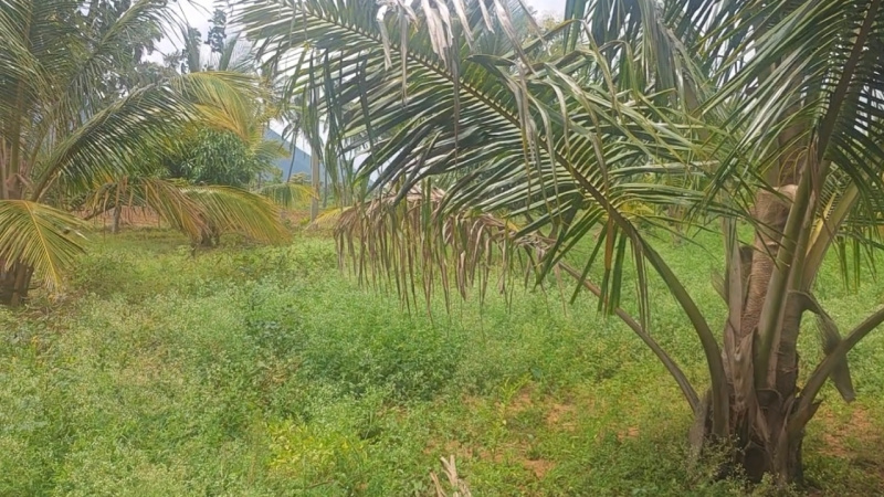  3 Acre Agricultural/Farm Land for Sale in Kanakapura Road, Bangalore