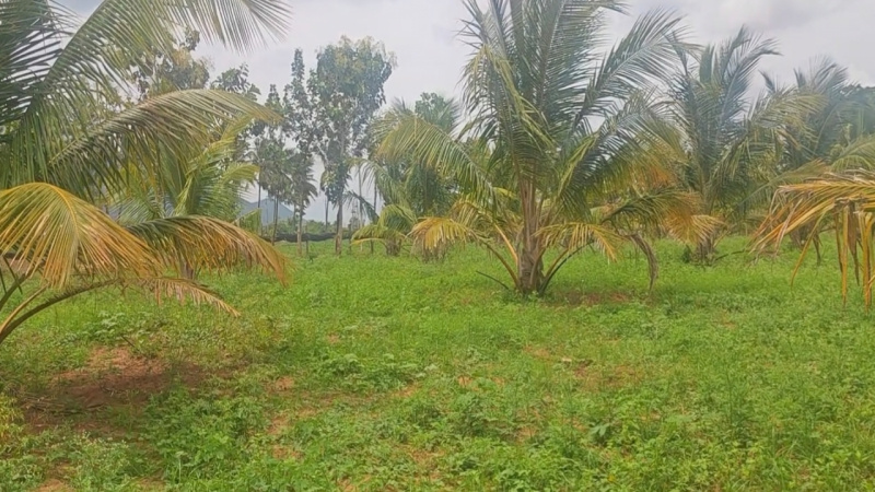  3 Acre Agricultural/Farm Land for Sale in Kanakapura Road, Bangalore