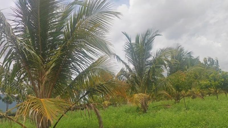  3 Acre Agricultural/Farm Land for Sale in Kanakapura Road, Bangalore