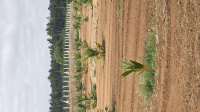 Agricultural Land for Sale in Kinathukadavu, Coimbatore