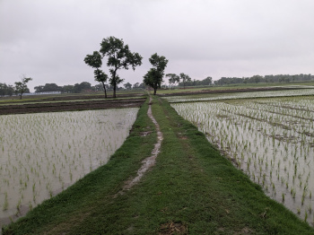 Agricultural Land for Sale in Padrauna, Kushinagar
