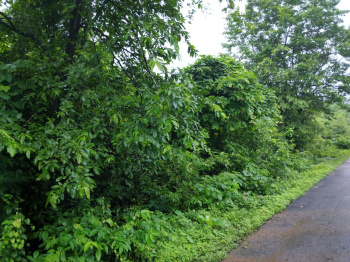  Agricultural Land for Sale in Mangaon, Raigad