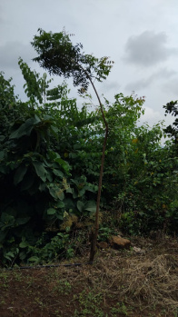  Agricultural Land for Sale in Kheradi, Chiplun
