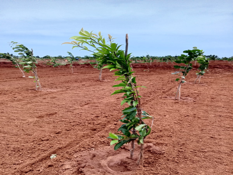  Agricultural Land 9600 Sq.ft. for Sale in Edaikazhinadu, Kanchipuram