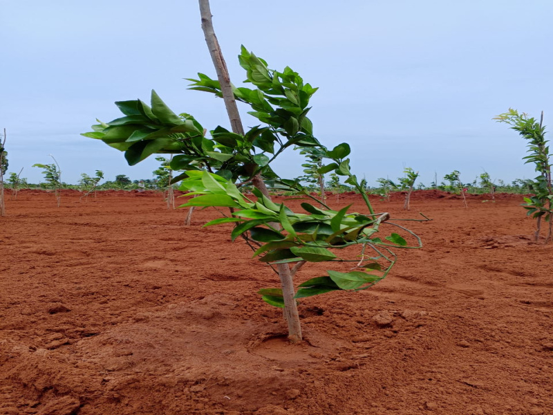  Agricultural Land 9600 Sq.ft. for Sale in Edaikazhinadu, Kanchipuram