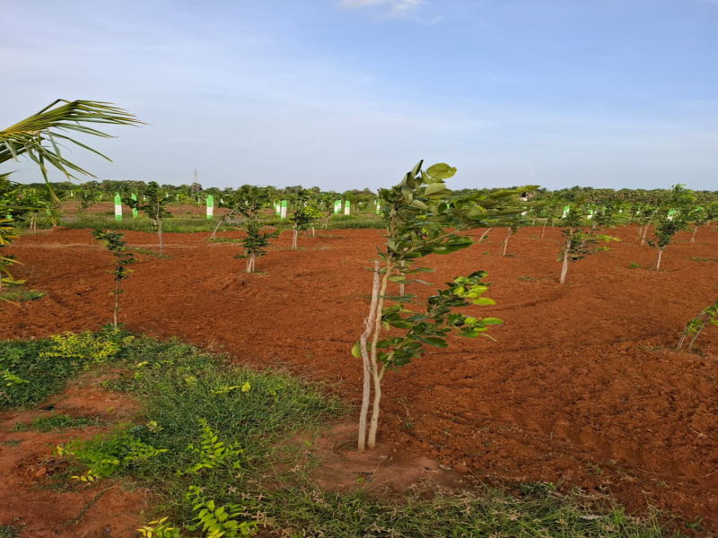  Agricultural Land 10000 Sq.ft. for Sale in Madhurandagam, Chennai