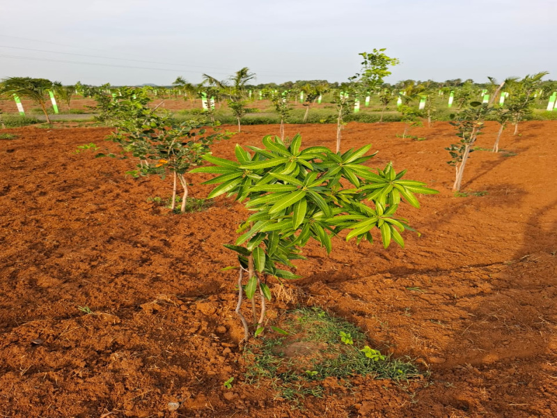  Agricultural Land 9600 Sq.ft. for Sale in Virugambakkam, Chennai