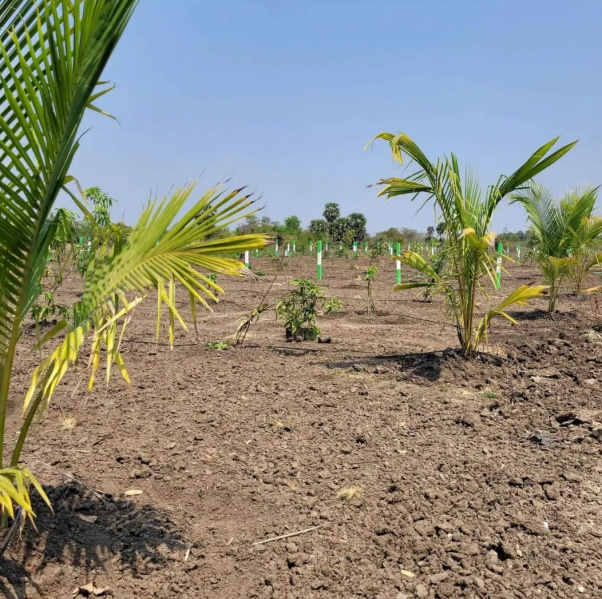  Agricultural Land 10000 Sq.ft. for Sale in Cheyyur, Kanchipuram