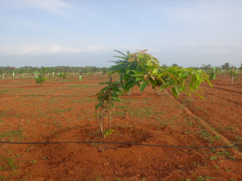  Agricultural Land 9600 Sq.ft. for Sale in East Coast Road, Pondicherry