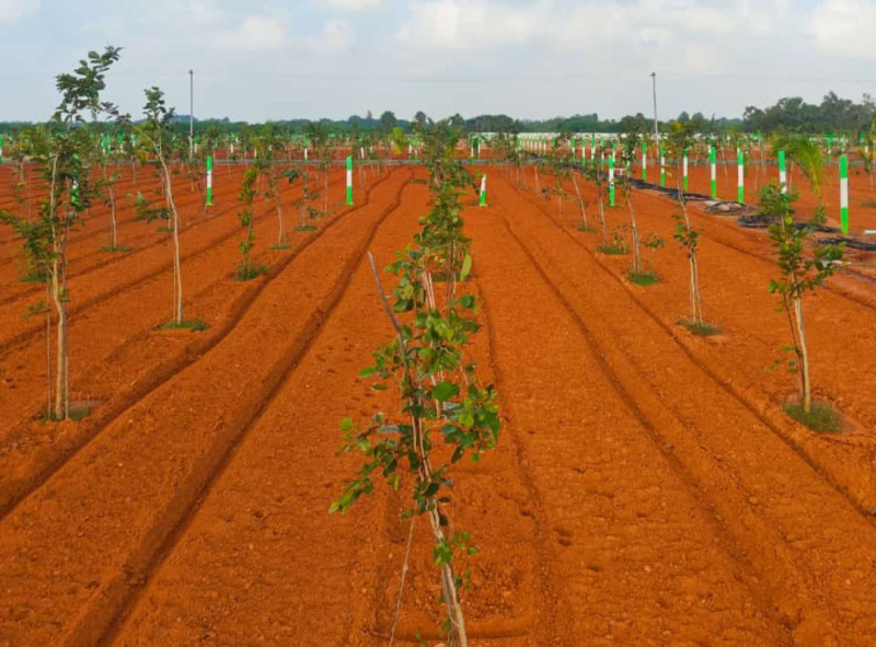  Agricultural Land 10000 Sq.ft. for Sale in Melmaruvathur, Chennai