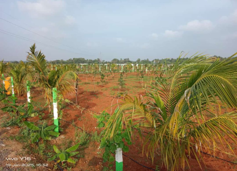  Agricultural Land 10000 Sq.ft. for Sale in Melmaruvathur, Chennai