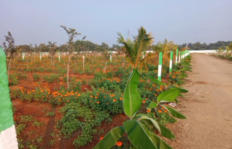  Agricultural Land 9600 Sq.ft. for Sale in Maiyur, Chengalpattu