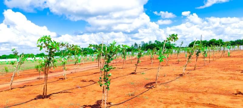  Agricultural Land 10000 Sq.ft. for Sale in Madambakkam, Chennai