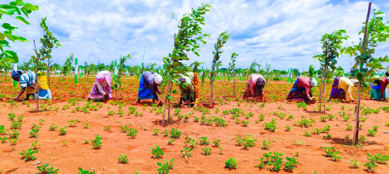  Agricultural Land 9600 Sq.ft. for Sale in Madhurandagam, Chennai