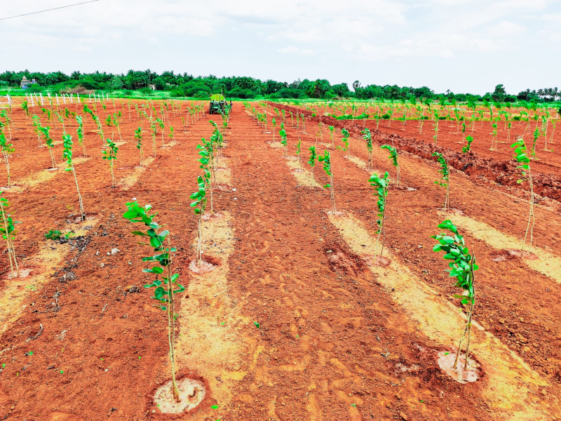  Agricultural Land 12000 Sq.ft. for Sale in East Coast Road, Chennai