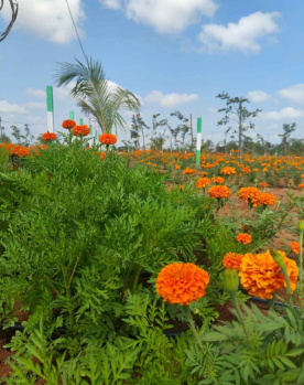  Agricultural Land for Sale in Marakkanam, Chennai