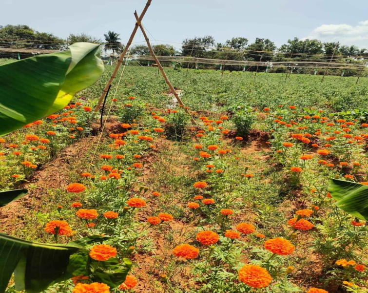  Agricultural Land 10000 Sq.ft. for Sale in Marakkanam, Chennai