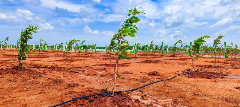  Agricultural Land 22 Cent for Sale in Kalapet, Pondicherry