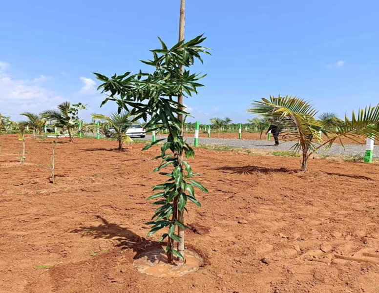  Agricultural Land 10000 Sq.ft. for Sale in Kalapet, Pondicherry