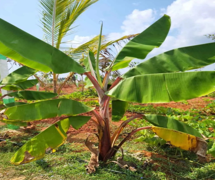  Agricultural Land 9900 Sq.ft. for Sale in East Coast Road, Pondicherry