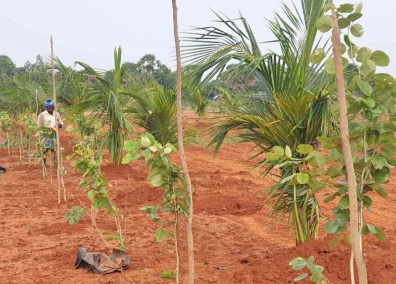  Agricultural Land 9900 Sq.ft. for Sale in East Coast Road, Pondicherry