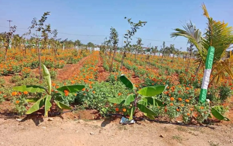  Agricultural Land 23 Cent for Sale in Kalapet, Pondicherry