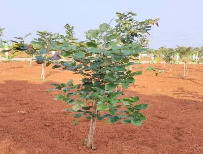  Agricultural Land 23 Cent for Sale in Kalapet, Pondicherry