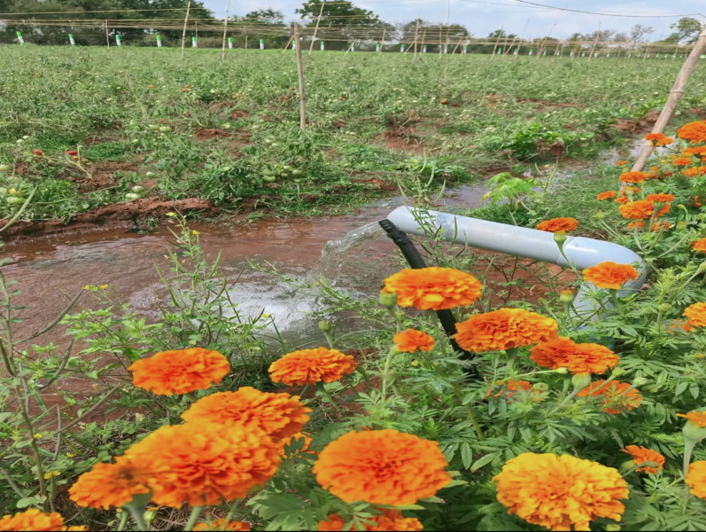  Agricultural Land 9800 Sq.ft. for Sale in Maduranthakam, Chengalpattu