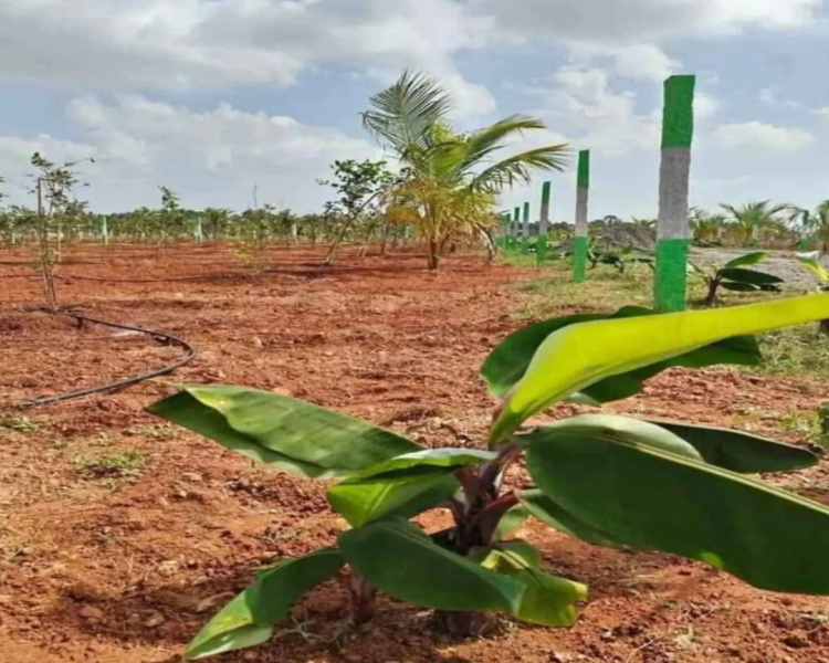  Agricultural Land 9800 Sq.ft. for Sale in Maduranthakam, Chengalpattu