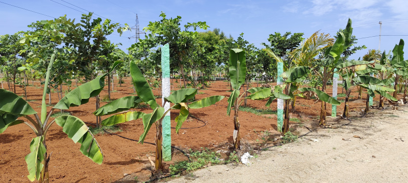  Agricultural Land 9600 Sq.ft. for Sale in Cheyyur, Chengalpattu