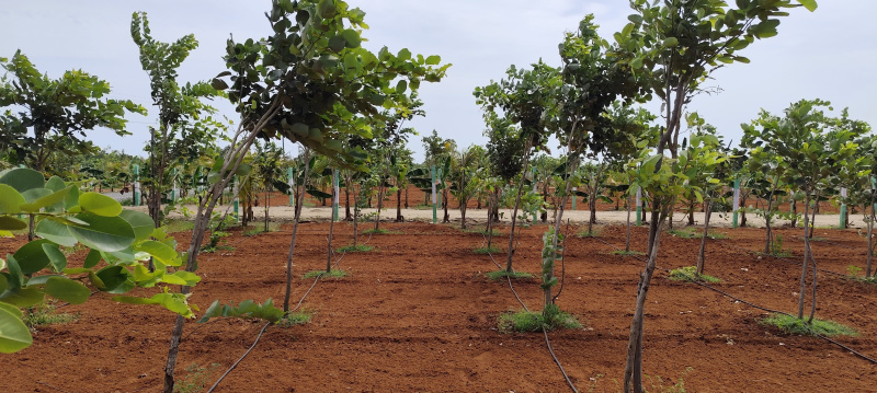  Agricultural Land 9600 Sq.ft. for Sale in Cheyyur, Chengalpattu